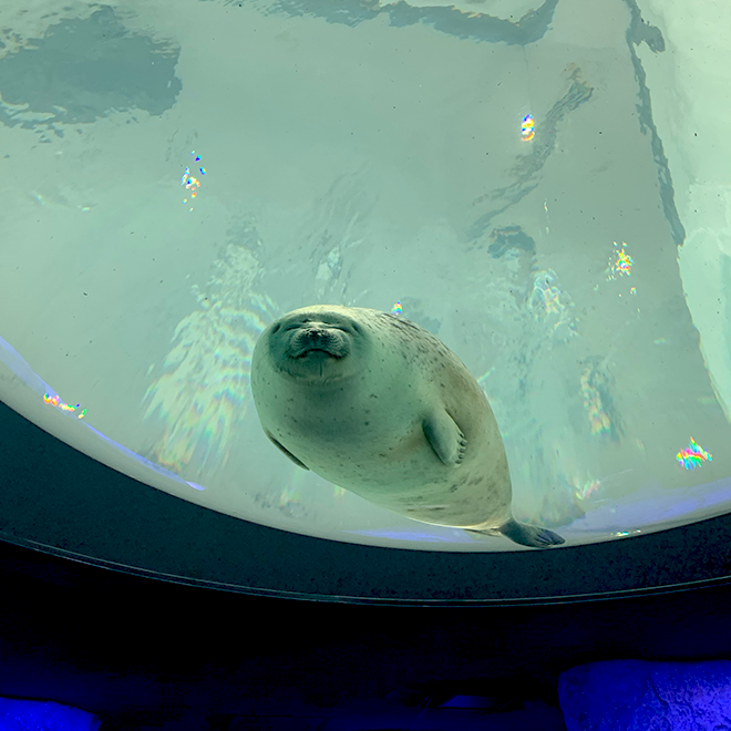 海遊館のアザラシ